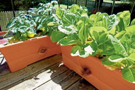 Self-Watering Containers